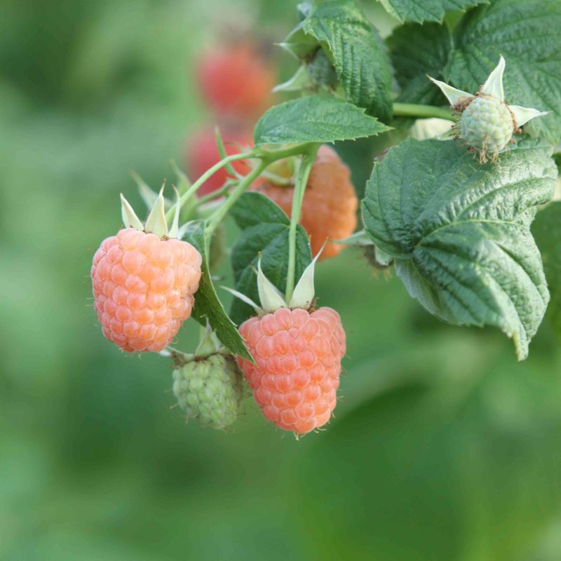 Rubus idaeus 'Valentina' - framboos