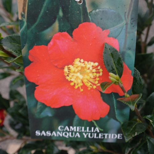 Camellia Sasanqua 'Yuletide'