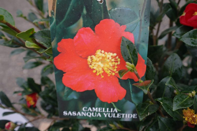 Camellia Sasanqua 'Yuletide'