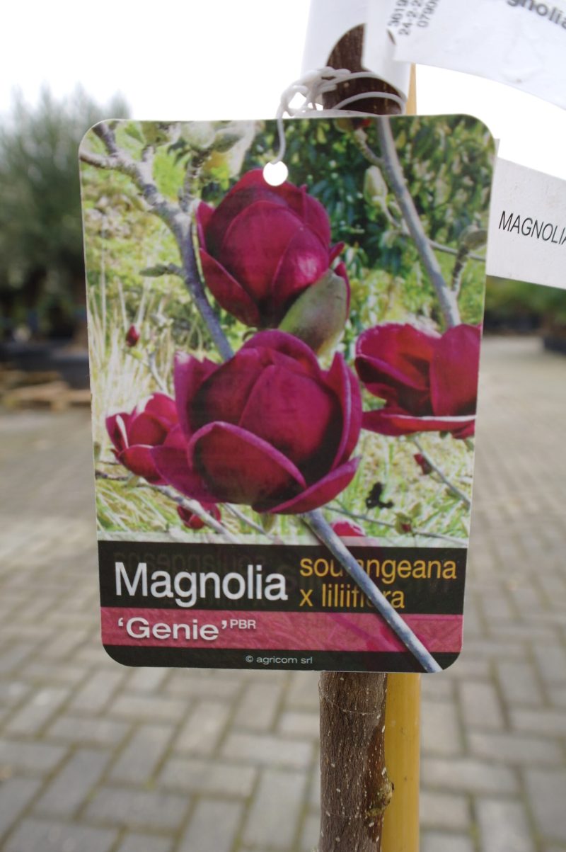 Magnolia 'Genie'
