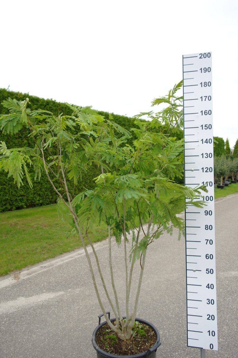 Albizia Julibrissin multistam