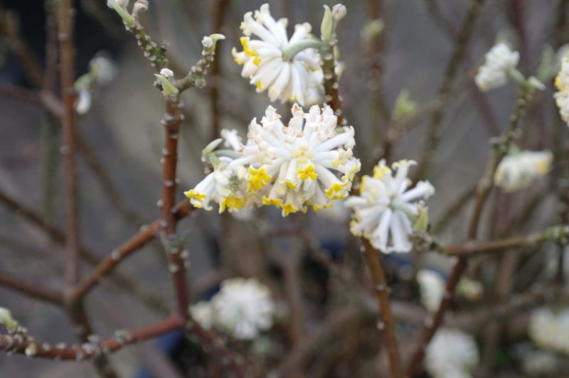 Edgeworthia Chrysantha