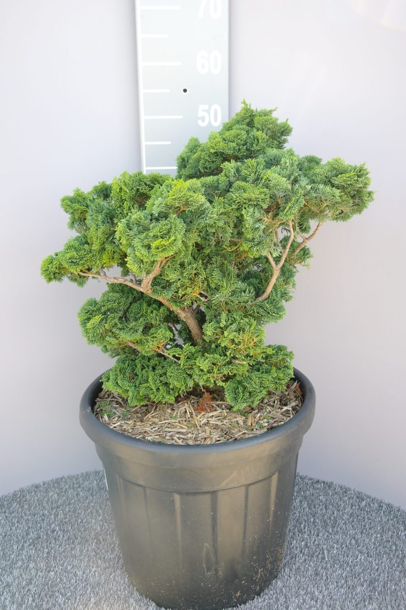 Chamaecyparis obtusa 'Nana Gracilis'