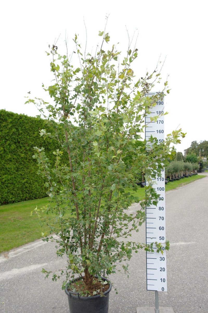 Acer buergerianum (Drietandesdoorn)