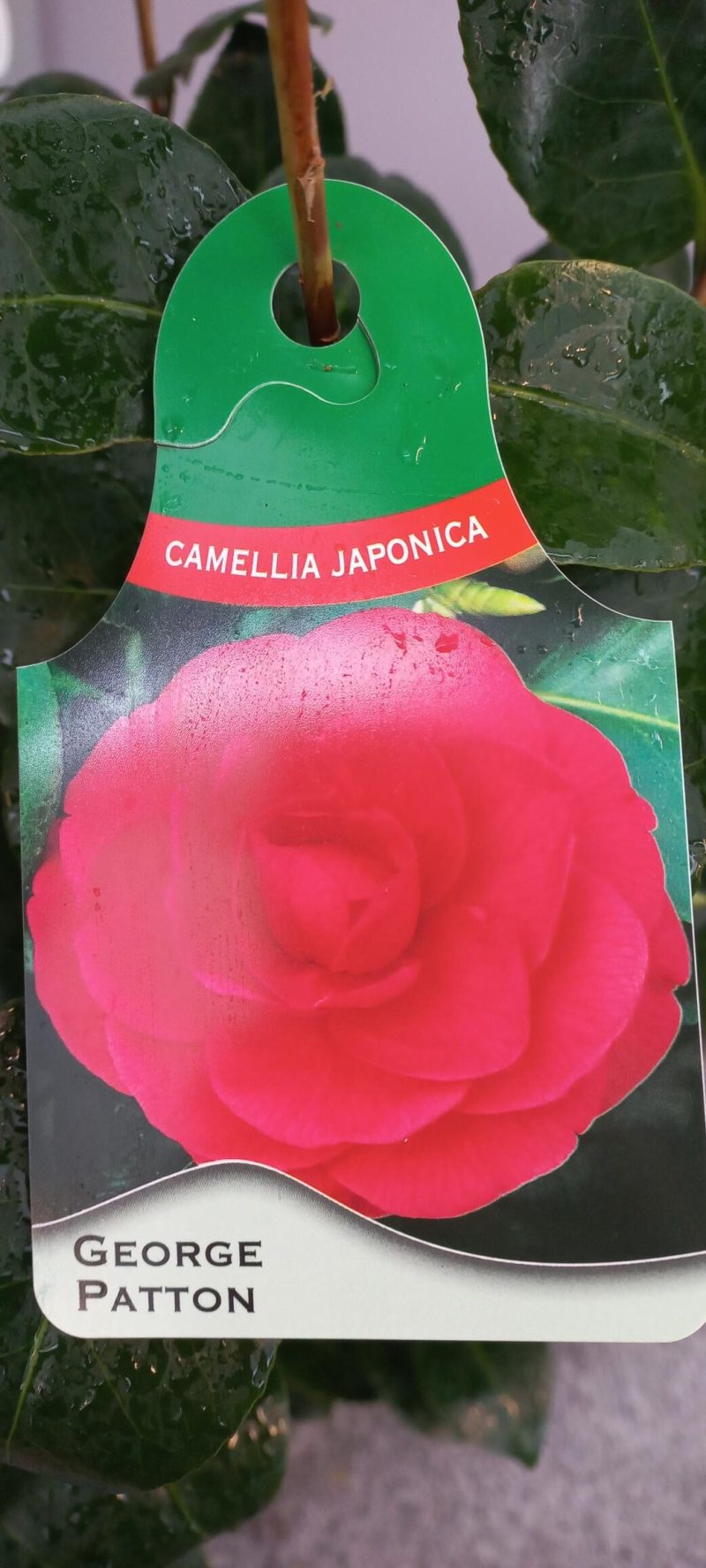 Camellia Japonica 'Generaal George Patton'
