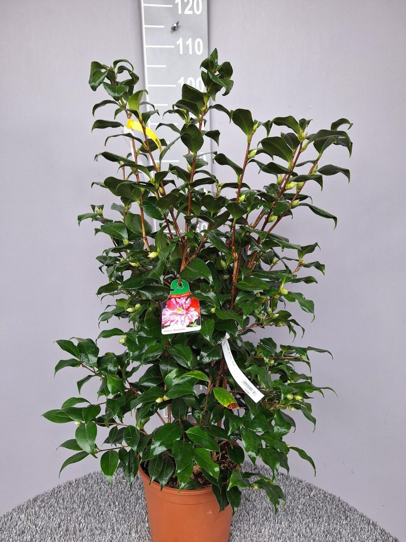 Camellia Japonica 'Fred Sander'