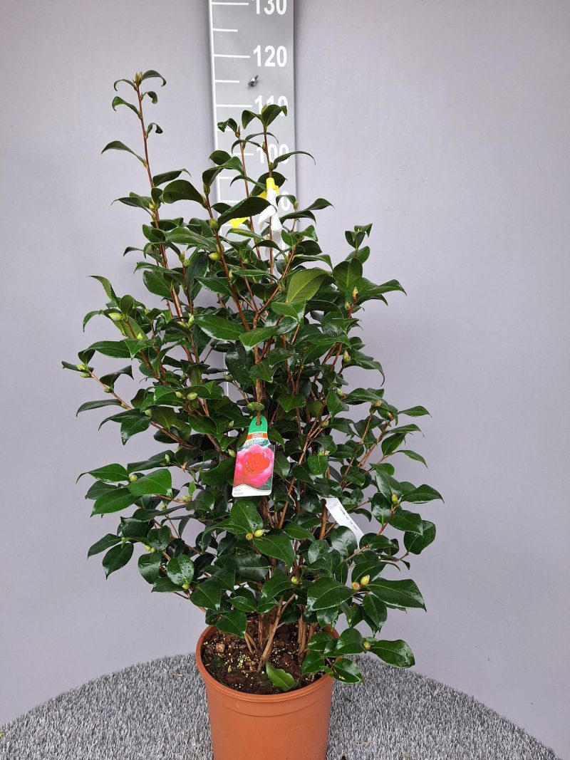 Camellia Japonica 'Red Red Roses'