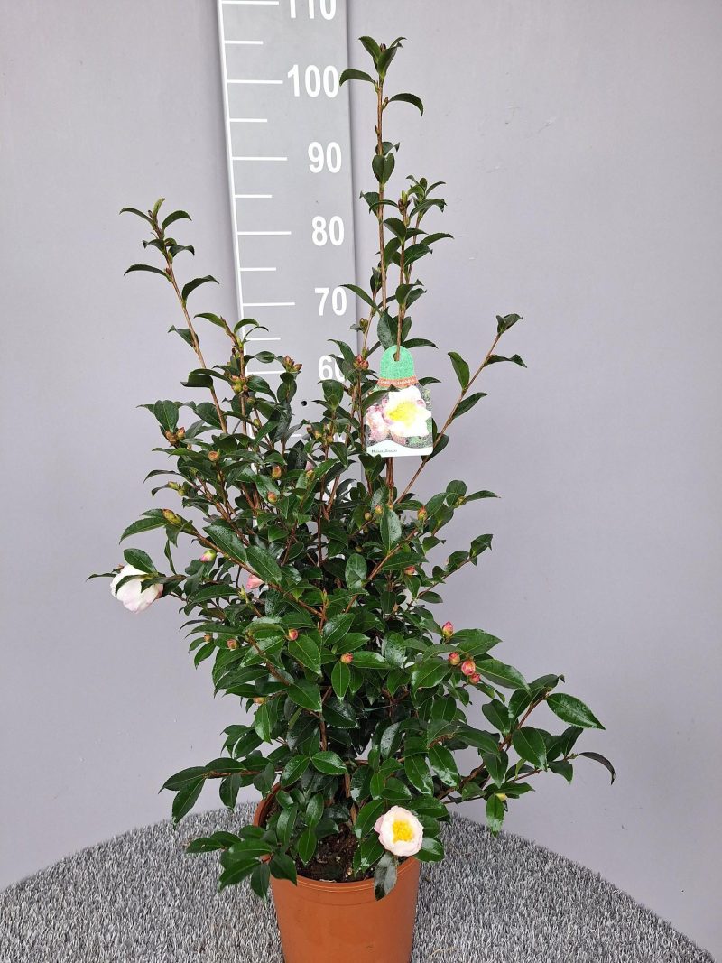 Camellia Sasanqua 'Hana Jiman'