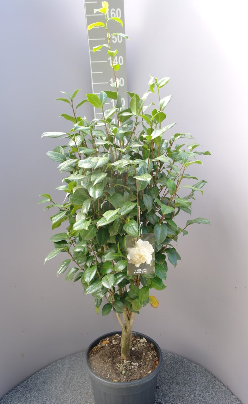 Camellia Japonica 'Snow ball'