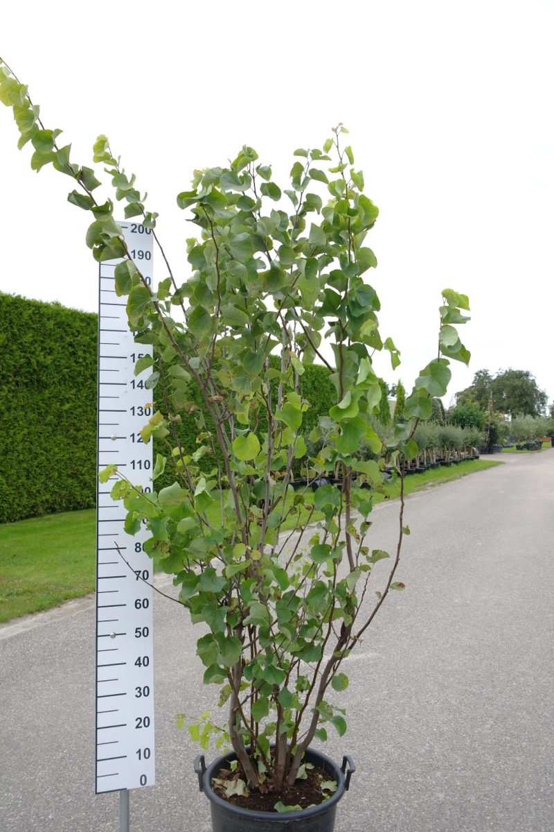 Cercis Siliquastrum