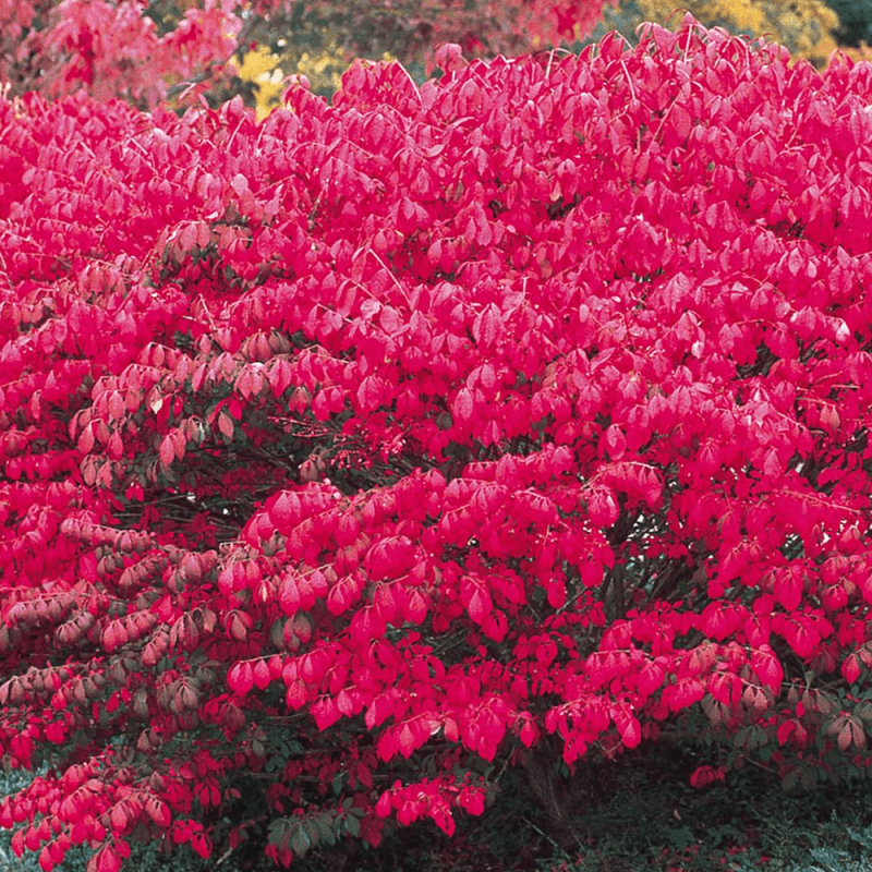 Euonymus Alatus Compactus