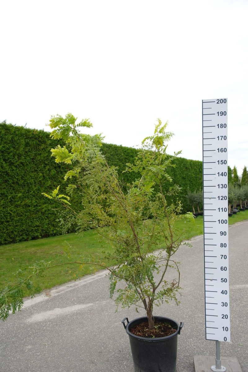 Gleditsia triacanthos 'Sunburst'