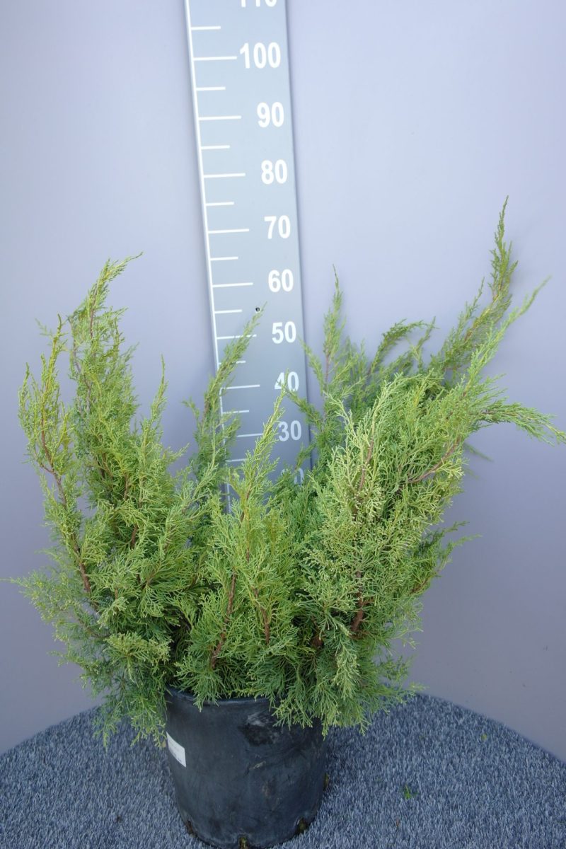Juniperus Squamata 'Gold Star'
