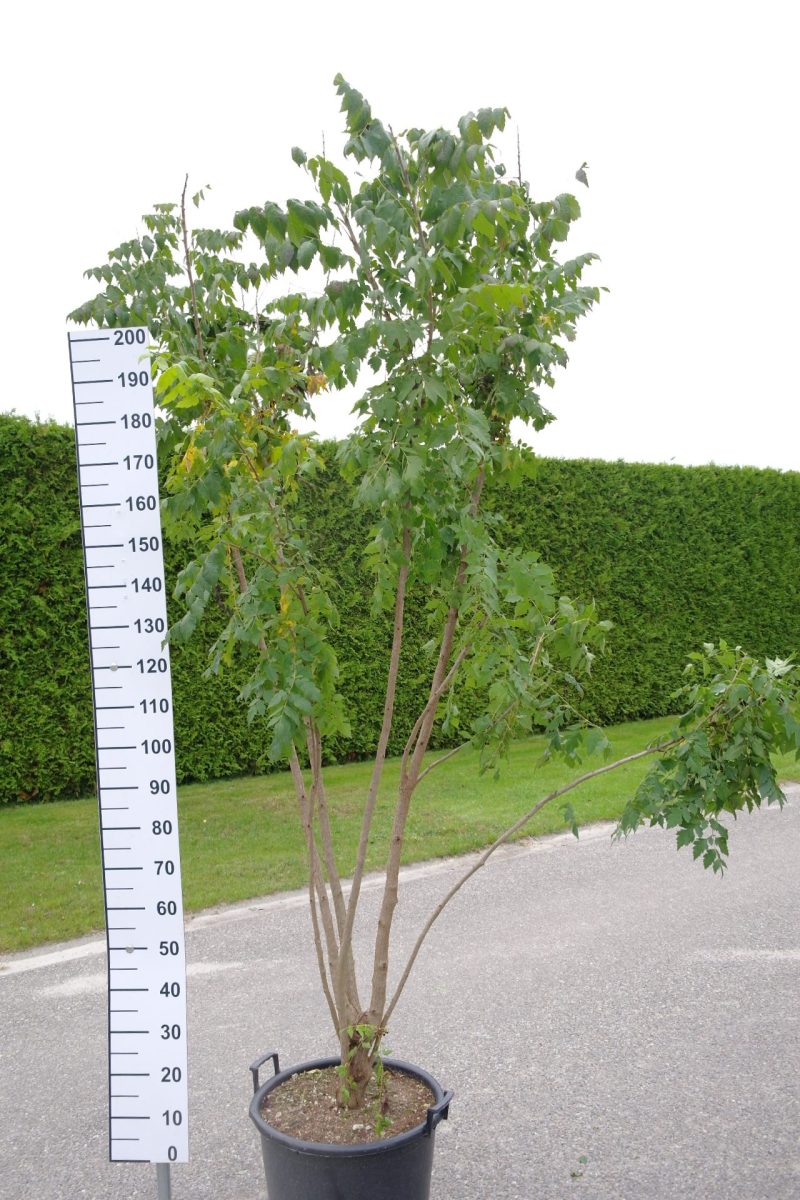 Koelreuteria Paniculata