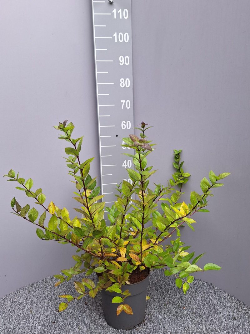 Lonicera Fragrantissima 'Winter Beauty'