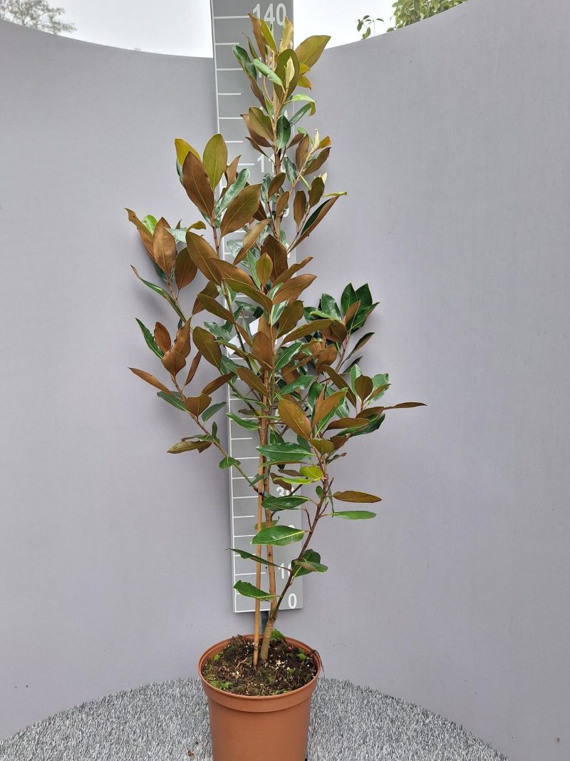 Magnolia Grandiflora 'Little Gem'