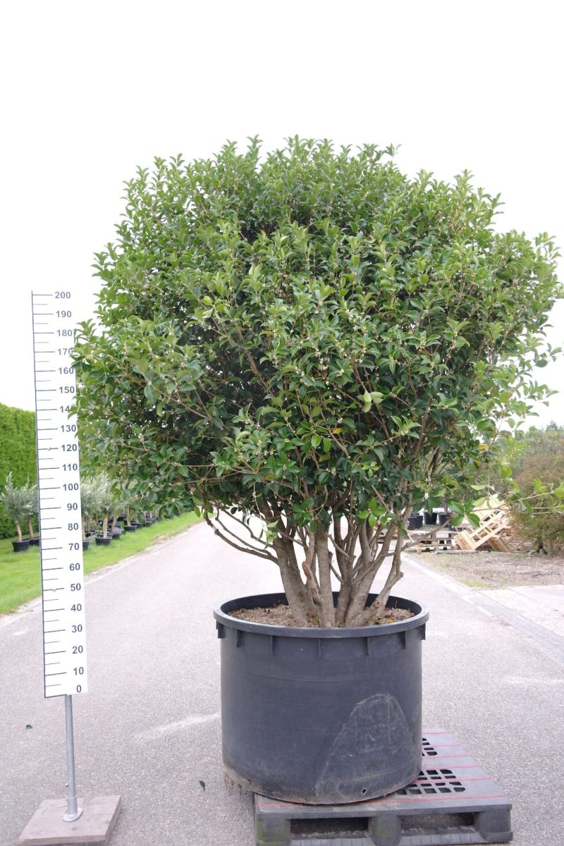 Osmanthus Aquifolium