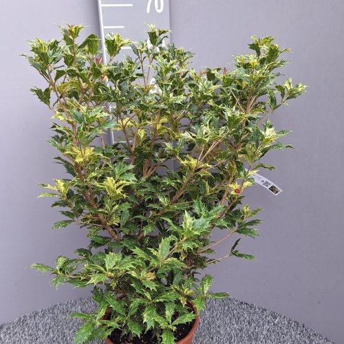Osmanthus heterophyllus 'Tricolor'