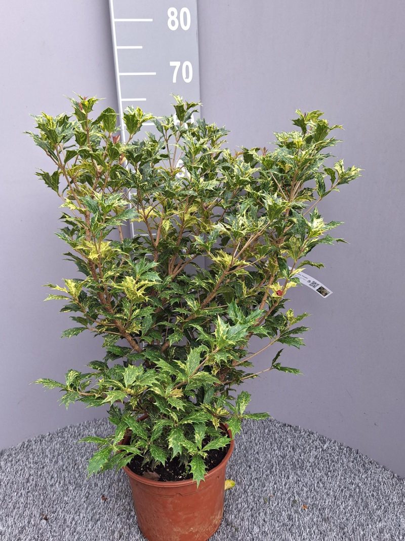 Osmanthus heterophyllus 'Tricolor'