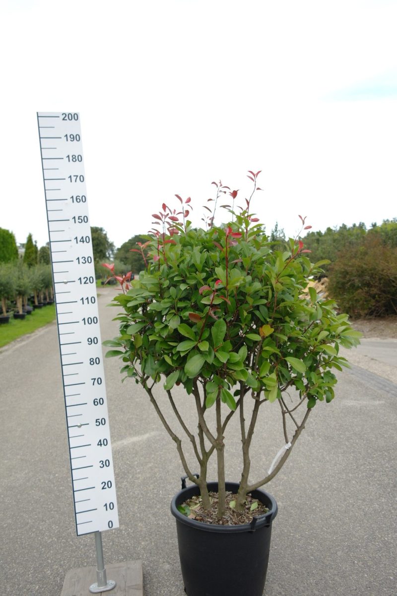 Photinia Red Robin multistam
