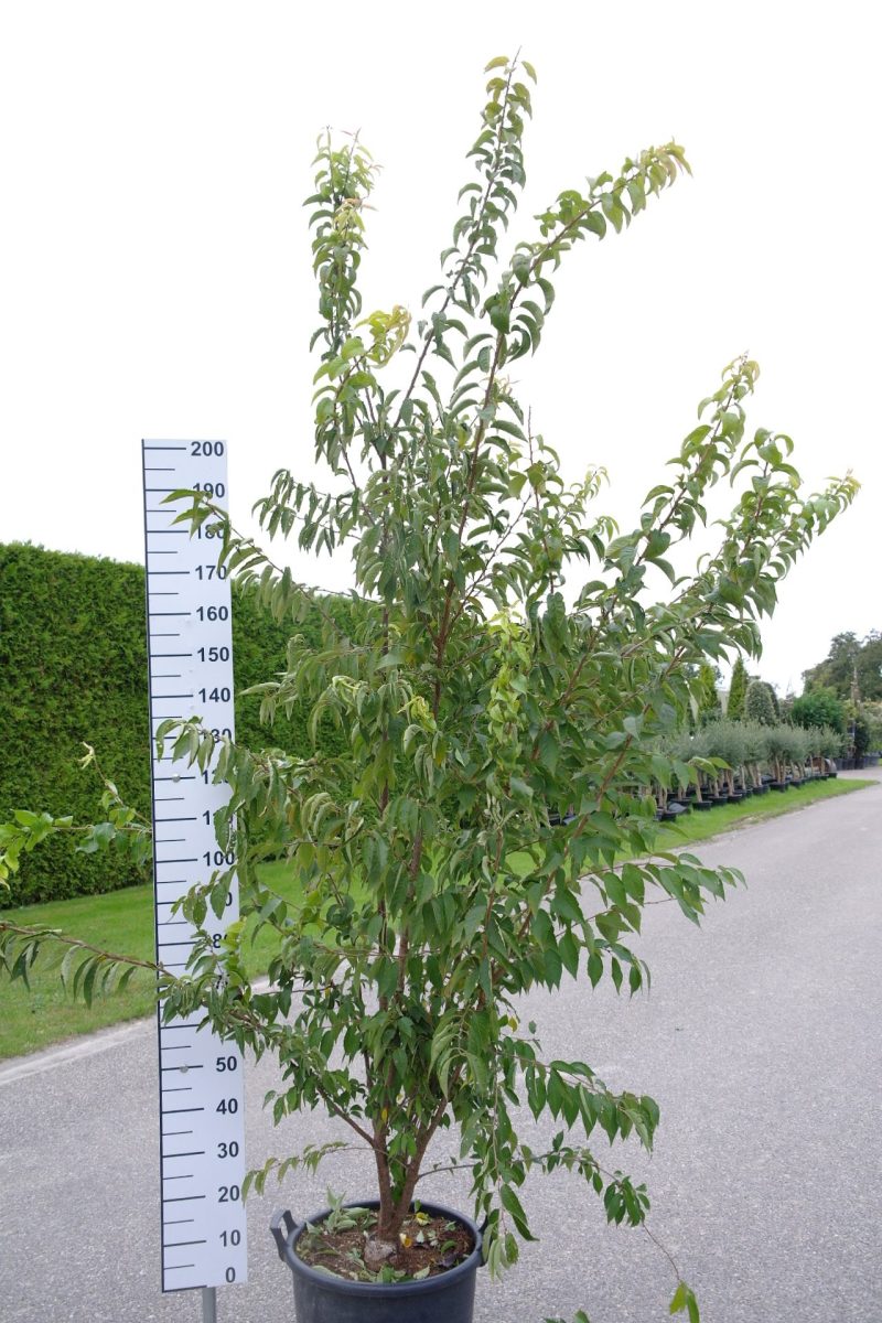 Prunus subhirtella 'Autumnalis'