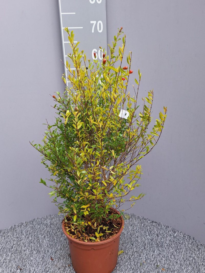 Punica Granatum 'Nana'- Granaatappel