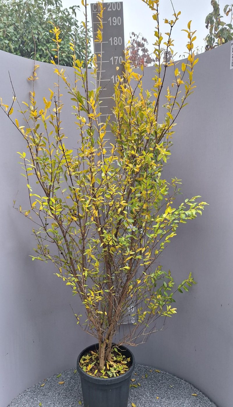Punica Legrelliae- Granaatappel