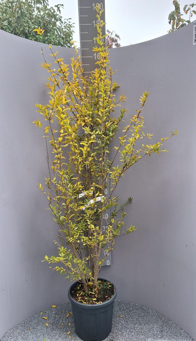 Punica 'rubra plena'- Granaatappelboom