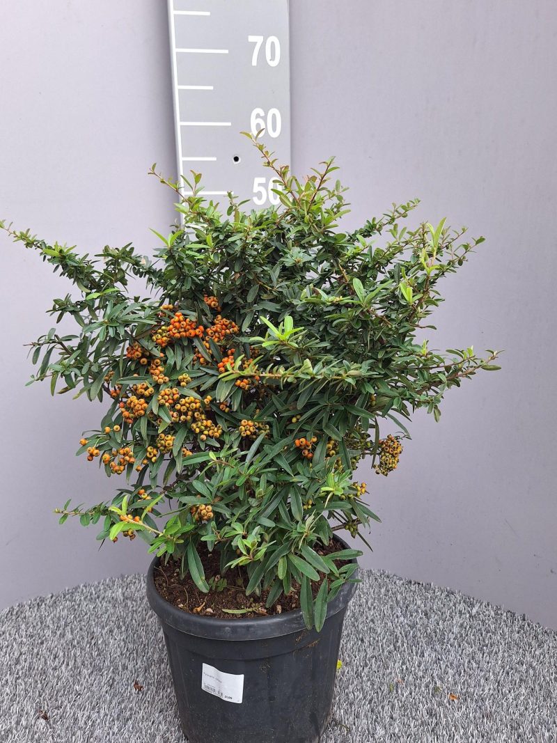 Pyracantha 'Navaho' - Vuurdoorn