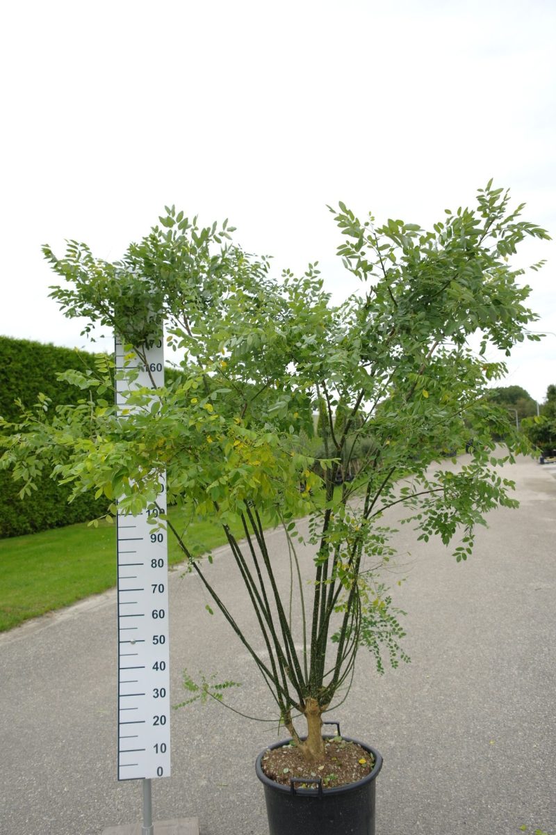 Sophora Japonica