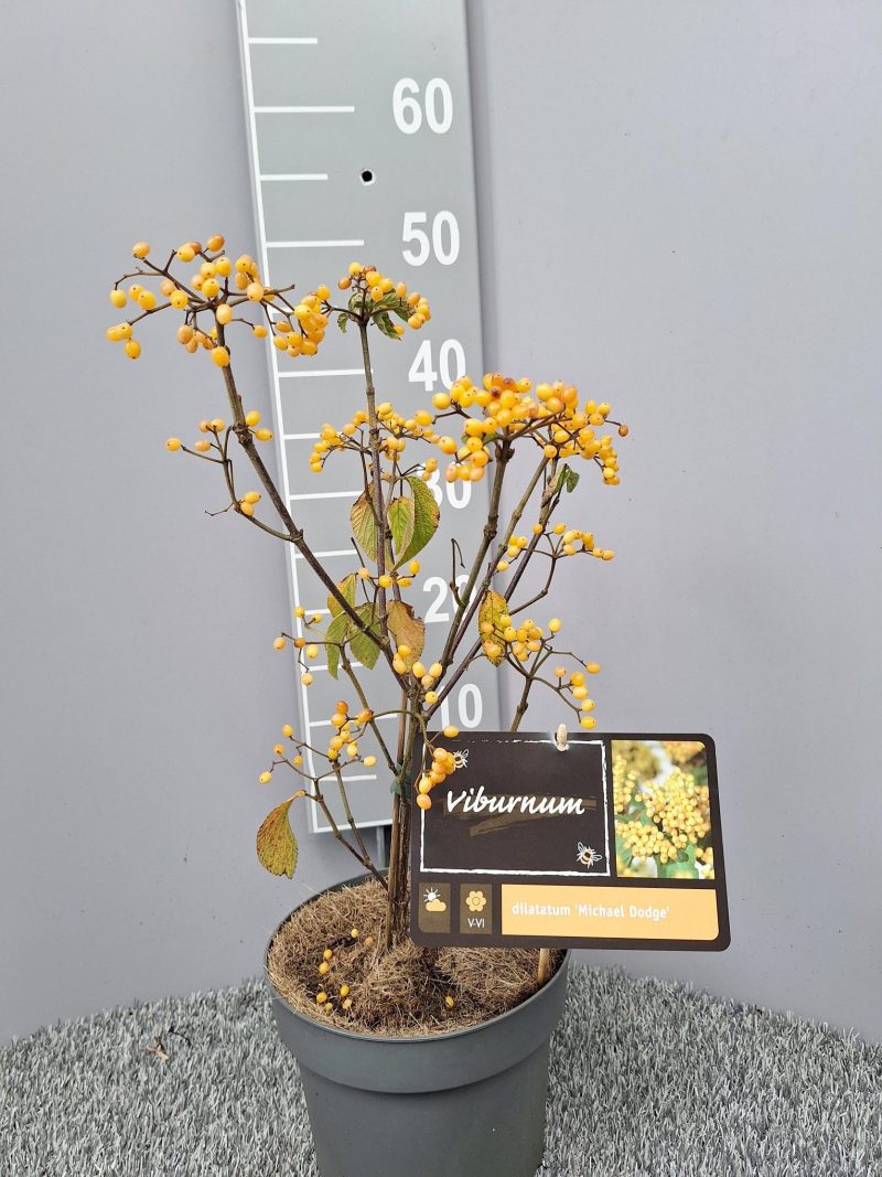Viburnum dilatatum 'Michael Dodge'