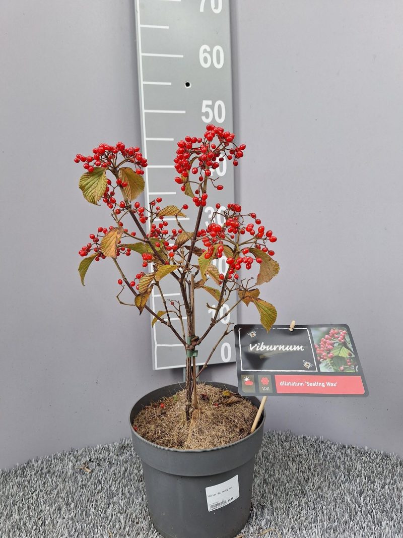 Viburnum dilatatum 'Sealing Wax'