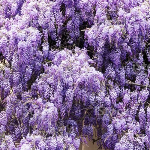 Wisteria 'Floribunda'