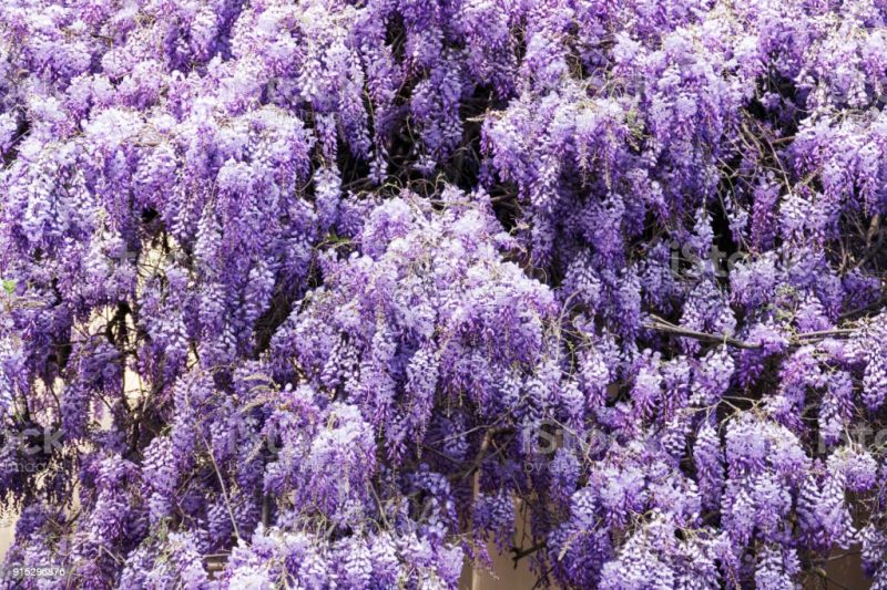 Wisteria 'Floribunda'