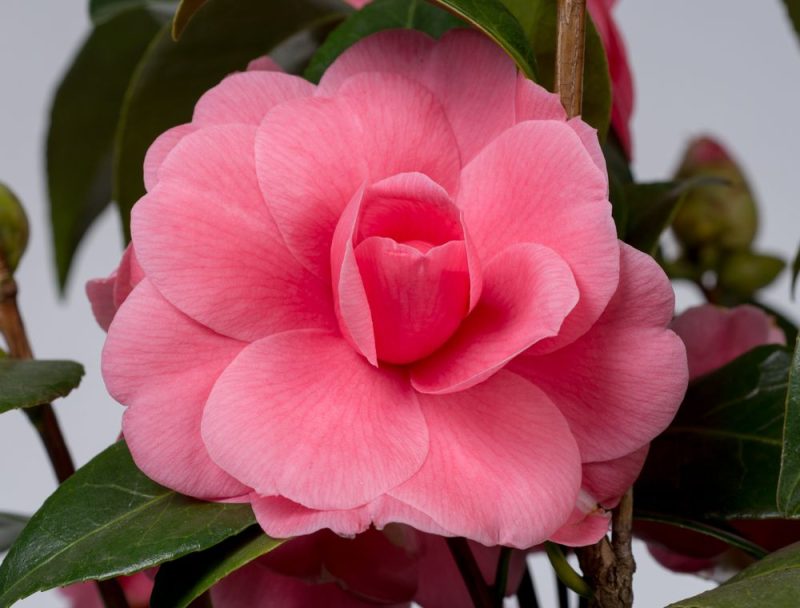 Camellia Japonica 'Tramonto'
