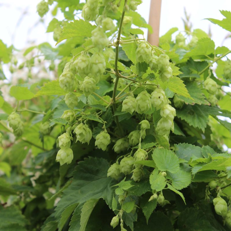 Humulus lupulus