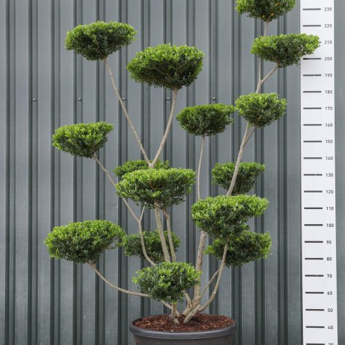Japanse Hulst (Ilex Crenata 'Green Hedge') multiplateau breed