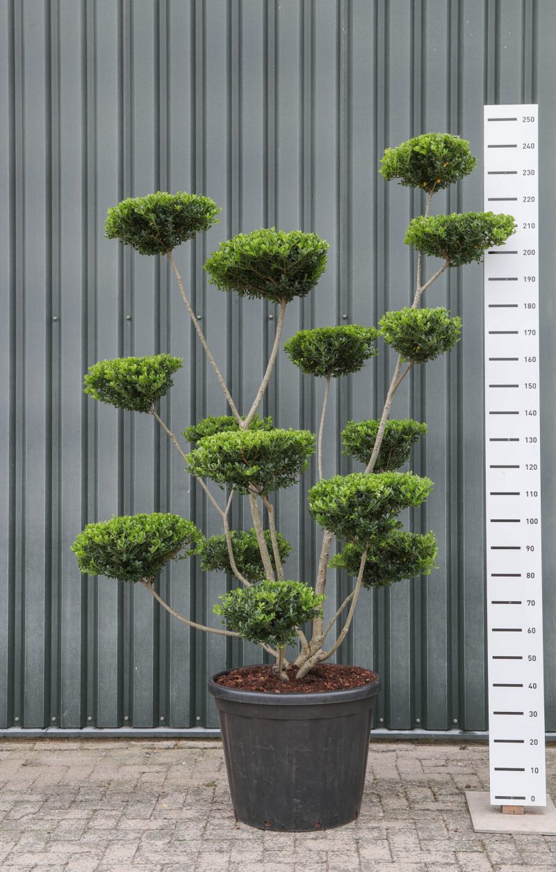 Ilex Crenata 'Green Hedge' - multiplauteau breed