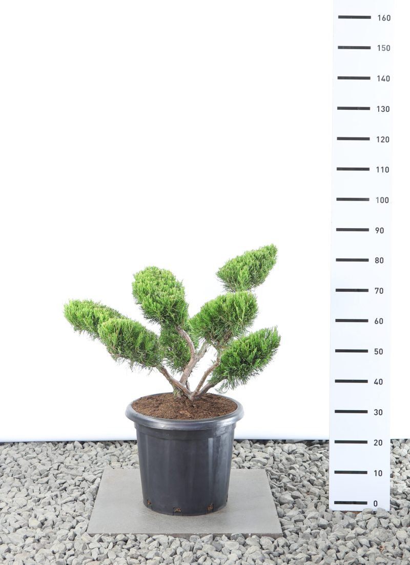 Juniperus pfitzeriana 'Mint Julep' - multiplateau