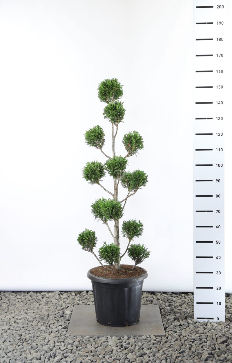 Thuja Plicata 'Martin' - Multibol