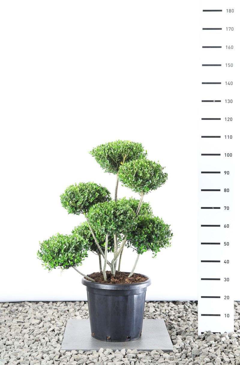 Ilex Crenata 'Green Hedge' - multiplauteau