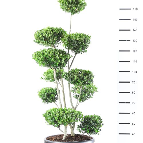 Japanse Hulst (Ilex Crenata 'Green Hedge') multiplateau breed