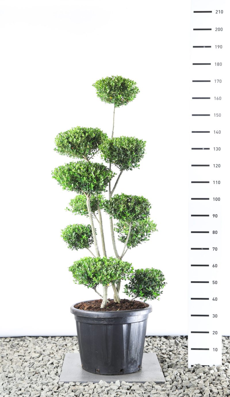 Ilex Crenata 'Green Hedge' - multiplauteau breed