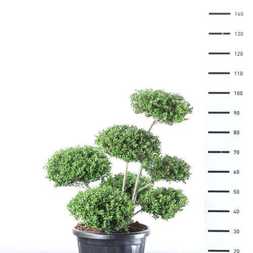 Japanse Hulst (Ilex Crenata 'Convexa')