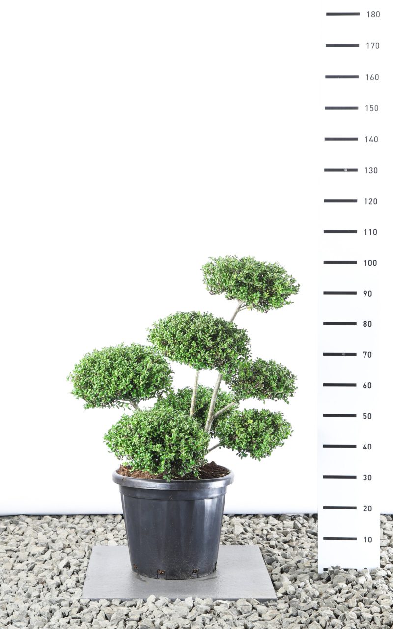 Ilex Crenata 'Convexa'