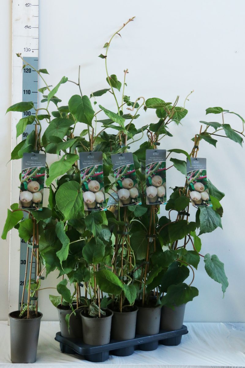 Actinidia deliciosa 'Jenny'