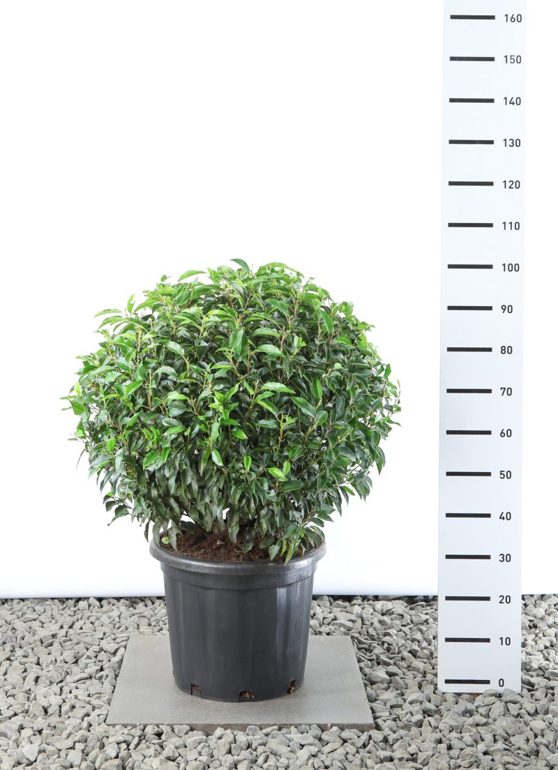 Prunus Lusitanica Angustifolia - bol