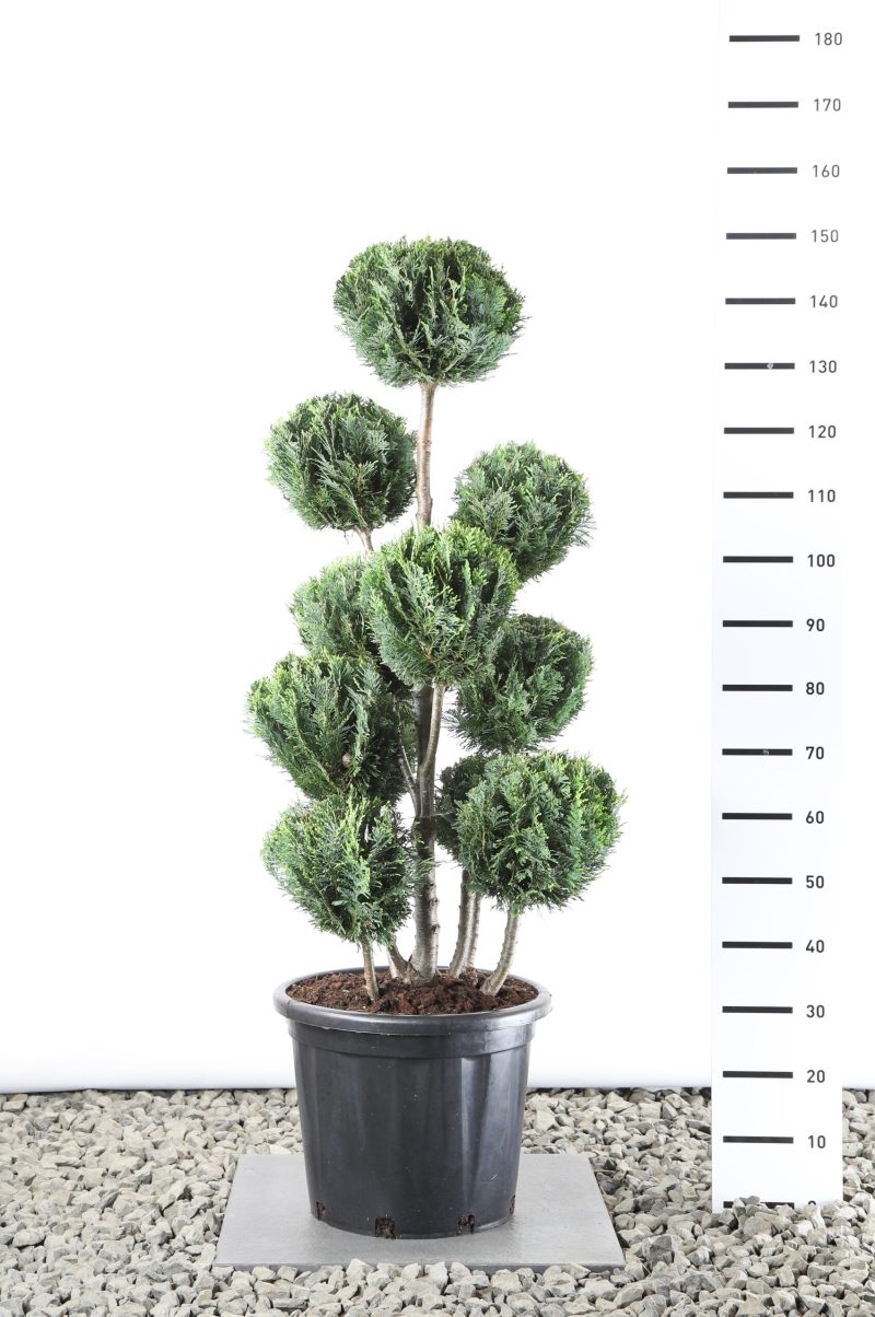 Chamaecyparis lawsoniana 'White Spot' - multibol