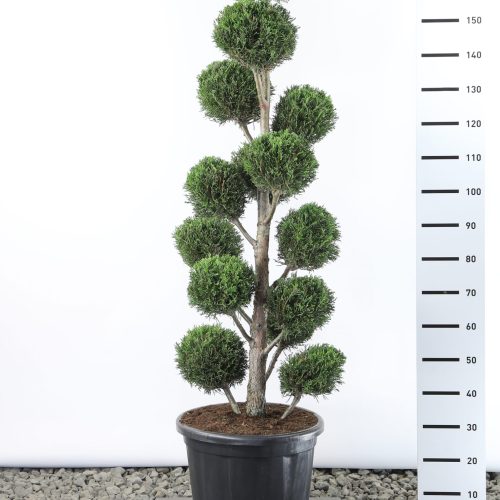 Cupressocyparis Leylandii '2001' multibol