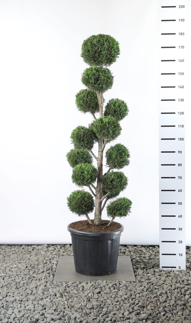 Cupressocyparis Leylandii '2001' multibol